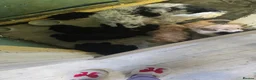 Cockapoo dogs for sale: 4 f2 cockapoos  - Advert 2