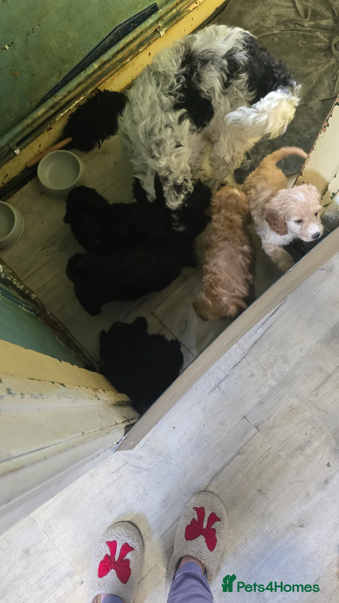 Cockapoo dogs for sale: 4 f2 cockapoos  - Advert 2