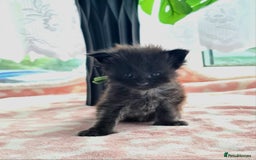 Maine Coon cats for sale: Reserve your dream kitten now - Image 2