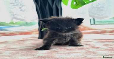 Maine Coon cats - Advert 14