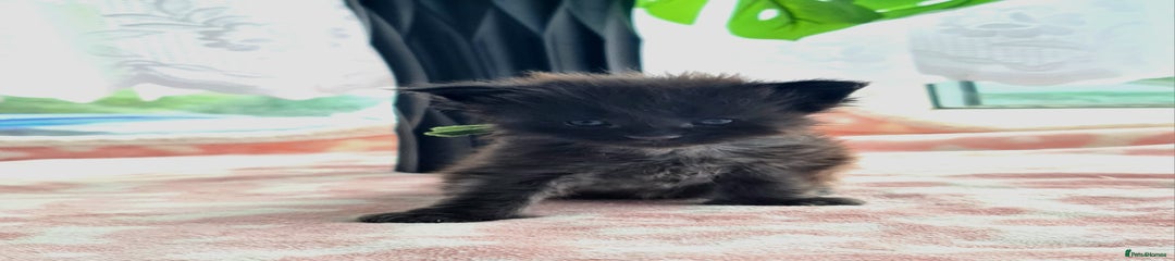 Maine Coon Kitten 1 black