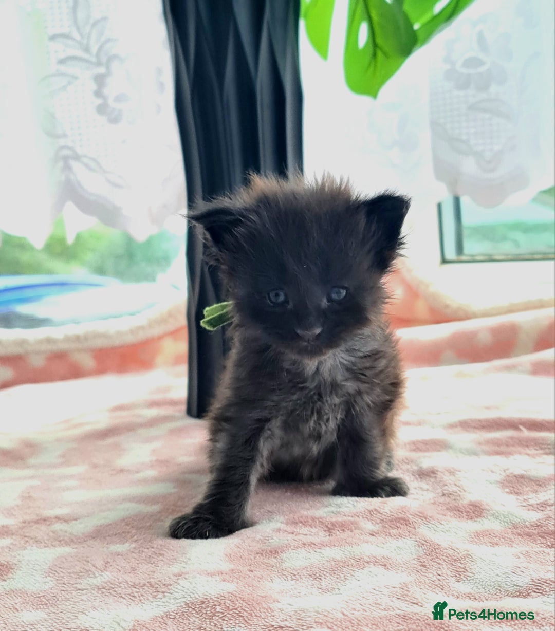 Maine Coon cats for sale: Reserve your dream kitten now - Image 2