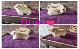 Mini Lop rabbits for sale: Gorgeous pure breed mini lops  - Image 5