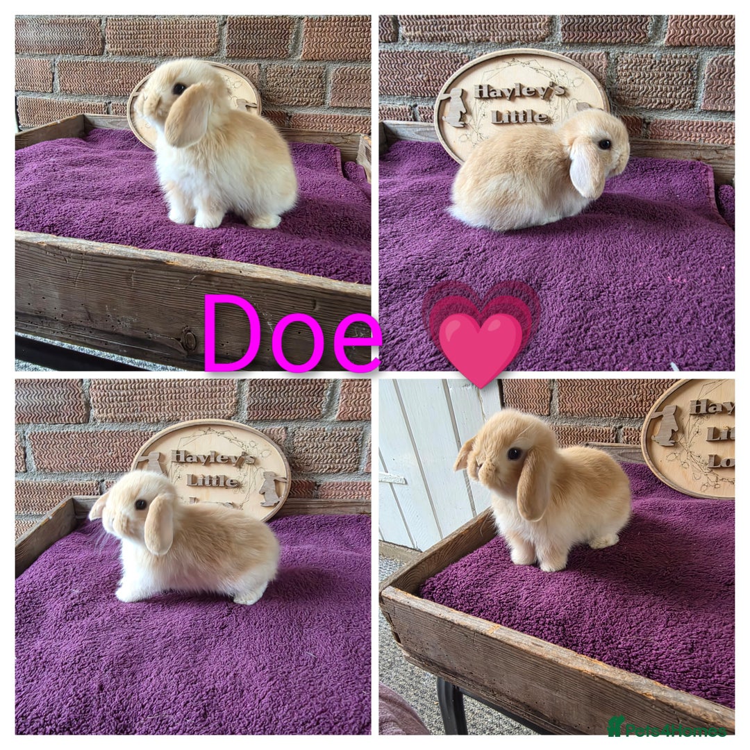 Mini Lop rabbits for sale: Gorgeous pure breed mini lops  - Image 5