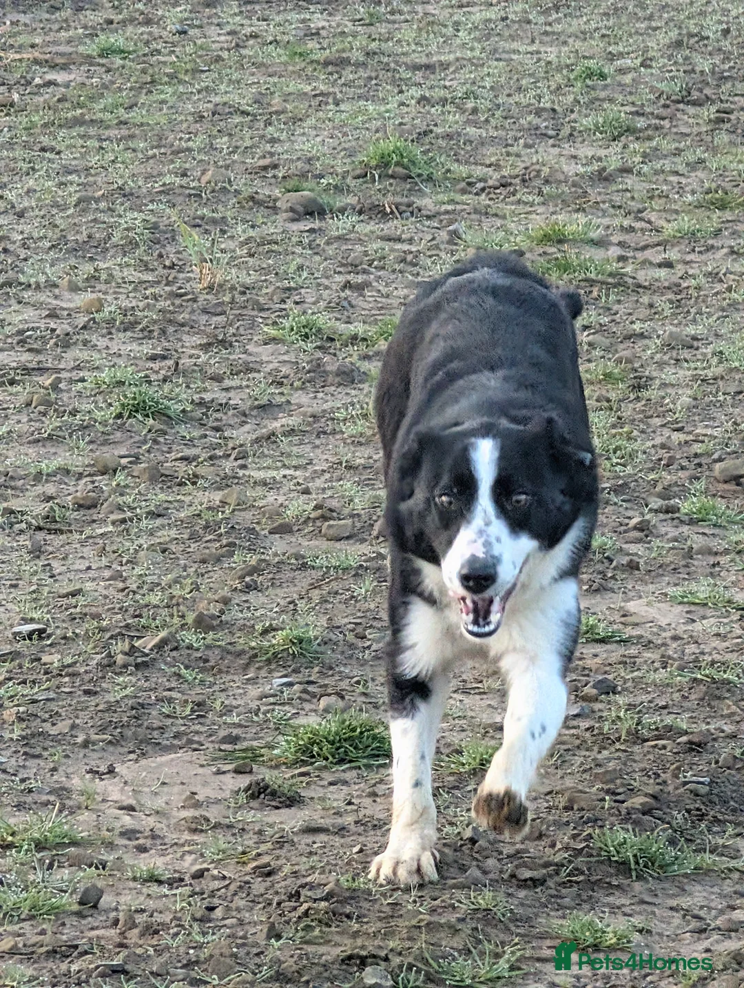 Border Collie dogs for sale: Polly isds registered collie - Advert 6