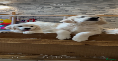 Golden Retriever dogs in Blackpool - Advert 8