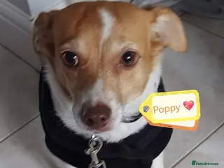 Mixed Breed dogs URGENT FOSTER NEEDED: ❤️POPPY❤️Small 7 yo girl - Advert 7