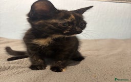 Mixed Breed cats for sale: 🖤🐱Kittens - Only 2 boys left! (Ready now)🐱🖤 in Bridgend - Image 10