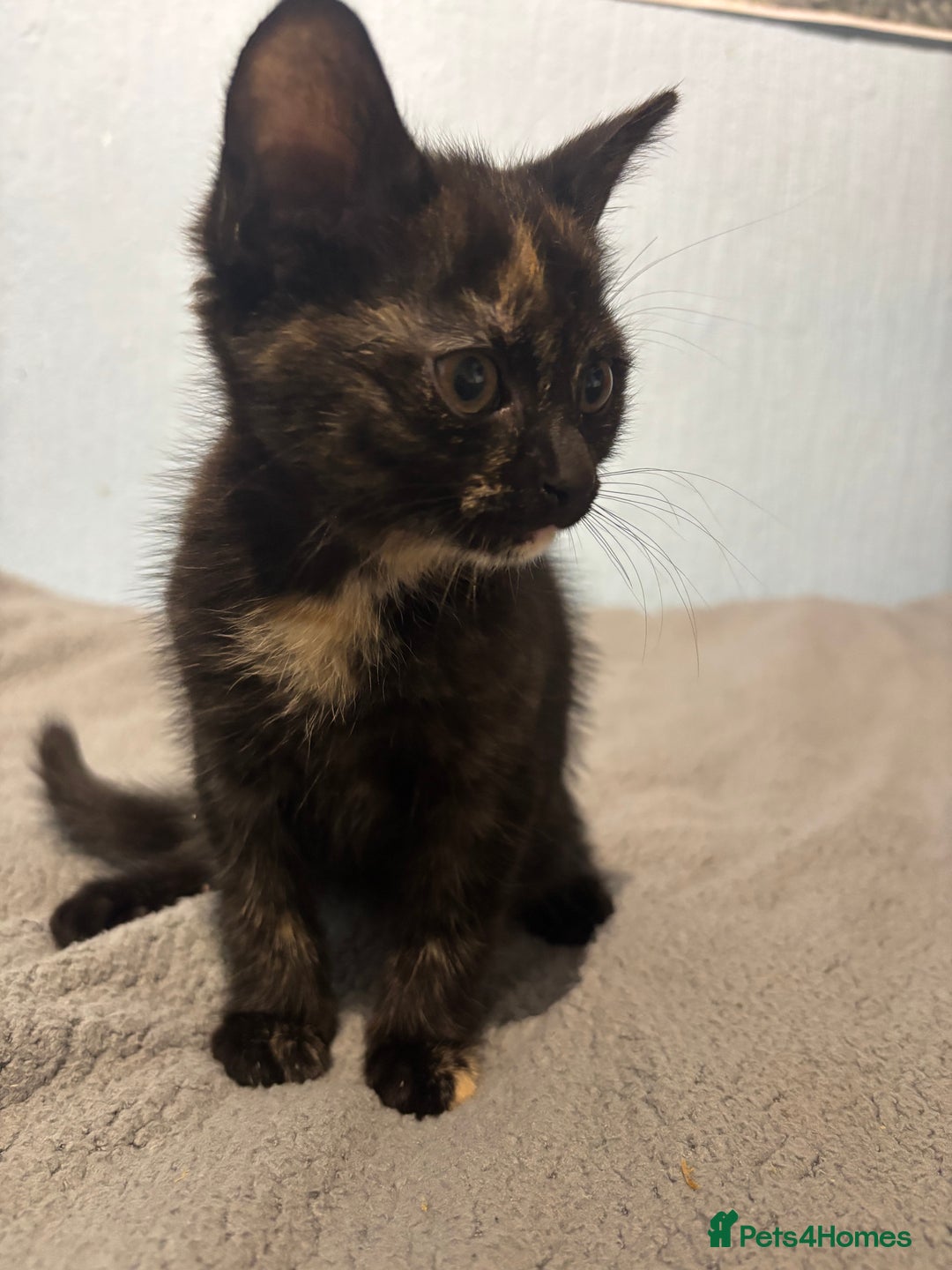 Mixed Breed cats for sale: 🖤🐱Kittens - Only 2 boys left! (Ready now)🐱🖤 in Bridgend - Image 10