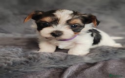Biewer Terrier dogs for sale: Biewer Tereier Available 2 girls💜  1 Boy💚 - Image 8