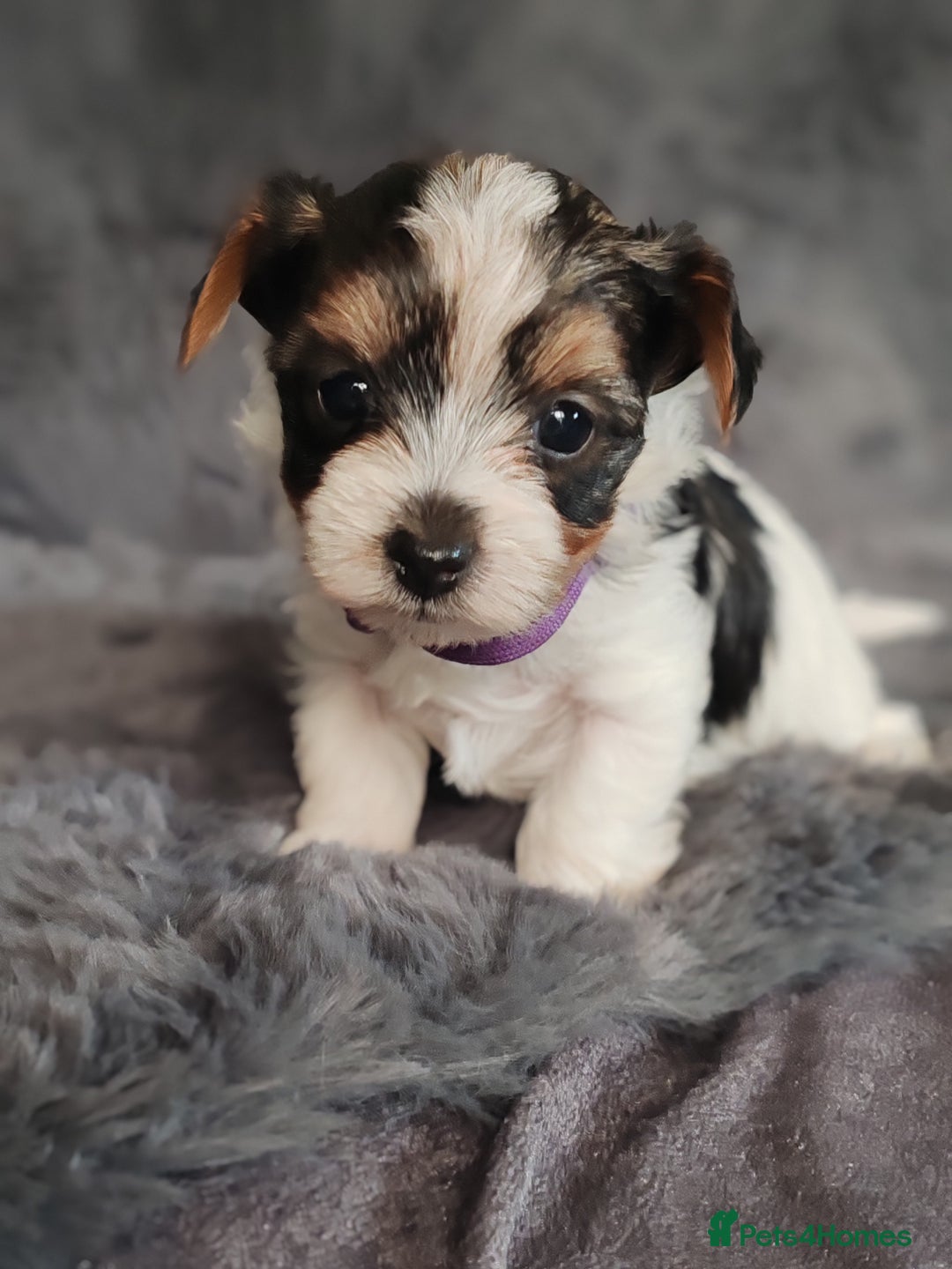 Biewer Terrier dogs for sale: Biewer Tereier Available 2 girls💜  1 Boy💚 - Image 8