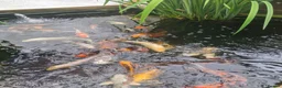 Koi Carp fish for sale: Koi carp various sizes - Advert 2