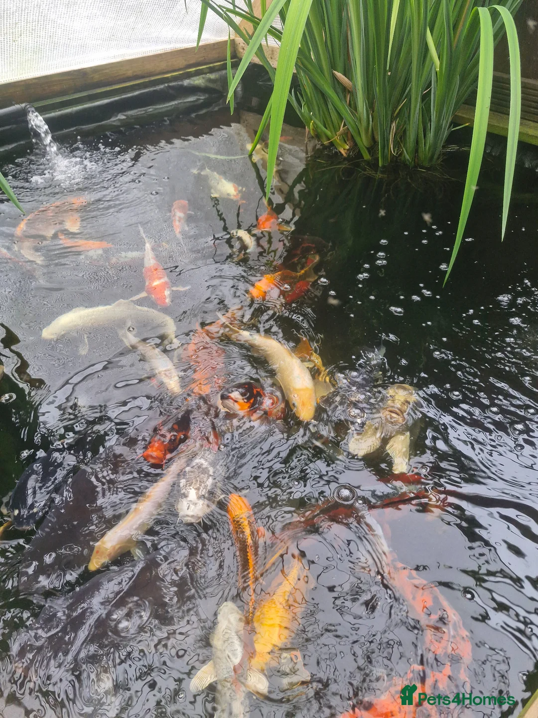 Koi Carp fish for sale: Koi carp various sizes - Advert 2