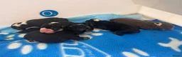 English Bulldog dogs for sale: Registered english bulldog puppies  - Advert 9