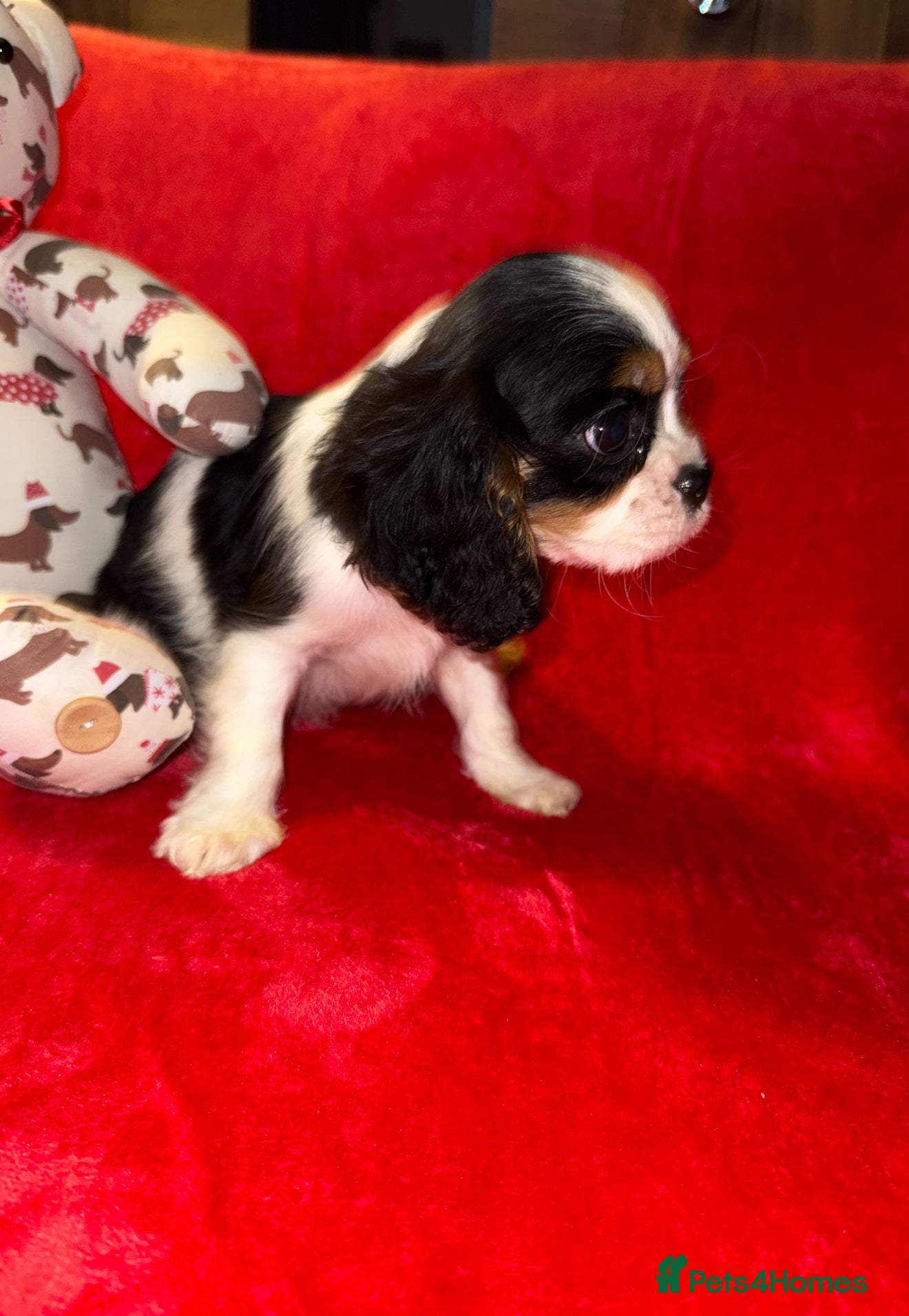 Cavalier King Charles Spaniel dogs 💙🩵Stunning Tri cavalier Boys 💙🩵 - Advert 1