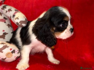 Cavalier King Charles Spaniel dogs 💙🩵Stunning Tri cavalier Boys 💙🩵 - Advert 15