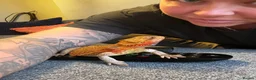 Bearded Dragon reptiles for sale: Bearded Dragon - Full Setup Included 🦎❤️ - Advert 3