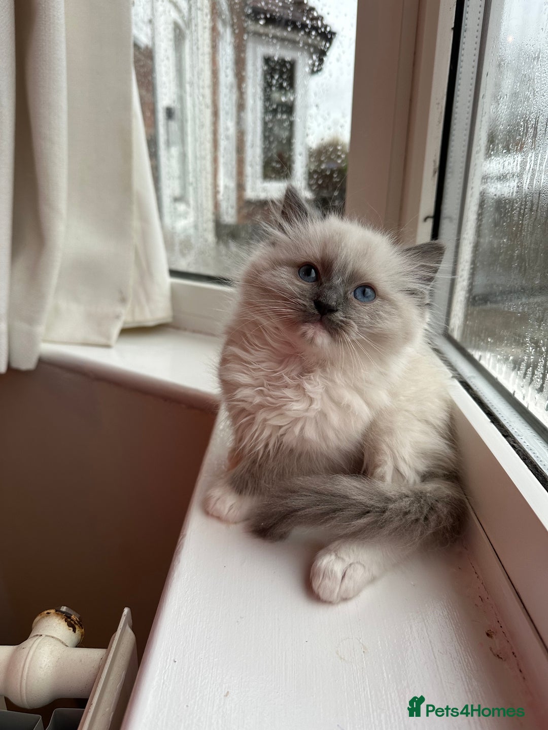 Ragdoll cats for sale: 2 PURE BRED CHAMPION LINE RAGDOLLS READY NOW - Advert 17
