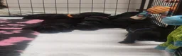 Sprocker dogs for sale: Beautiful, healthy Spaniel puppies. in Dover - Advert 9