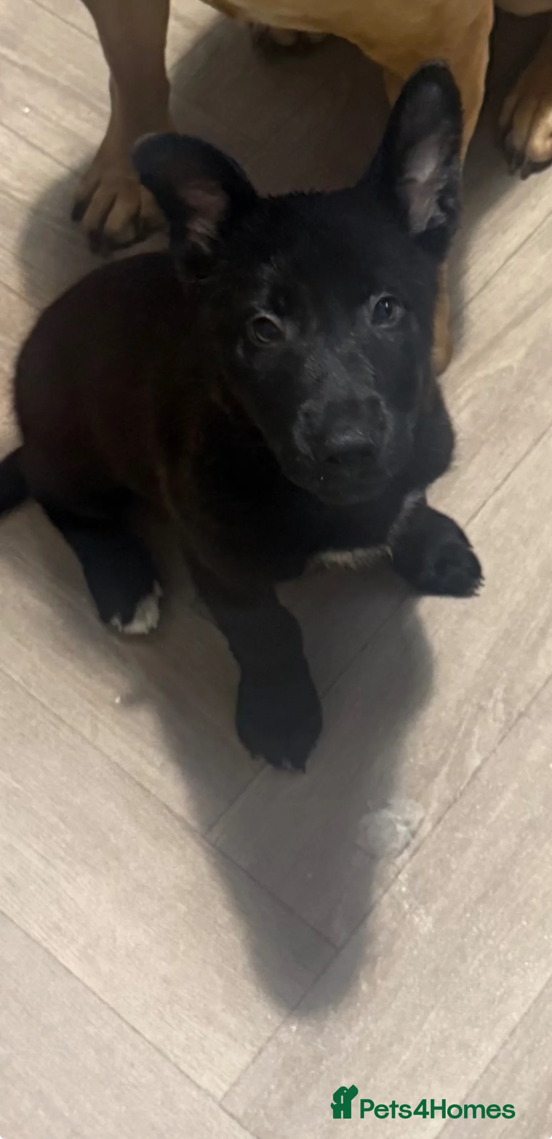 Belgian Shepherd Dog dogs for sale: Dutch shepherd  - Advert 1