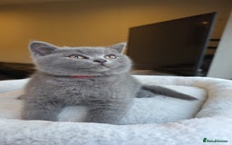 British Shorthair cats for sale: Festive Season Ready – GCCF BSH Kittens - Image 5