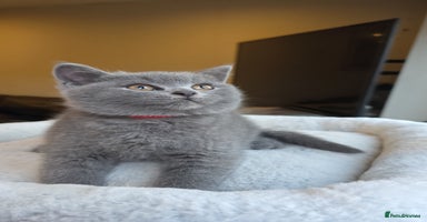 British Shorthair cats - Advert 7