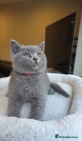 British Shorthair cats - Advert 7