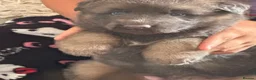 German Shepherd dogs for sale: Isabella German Shepherds - Advert 11
