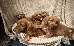 Cockapoo dogs for sale: Red Cockapoo  - Image 13