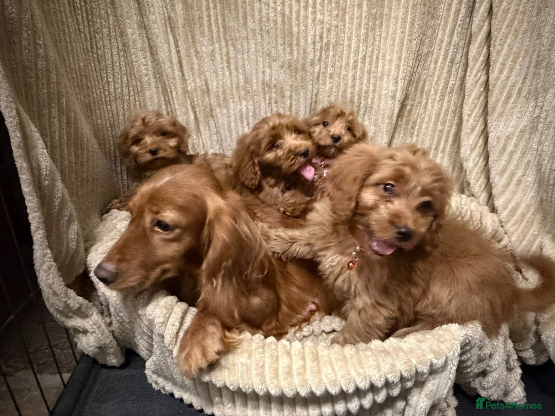 Cockapoo dogs for sale: Red Cockapoo  - Image 13