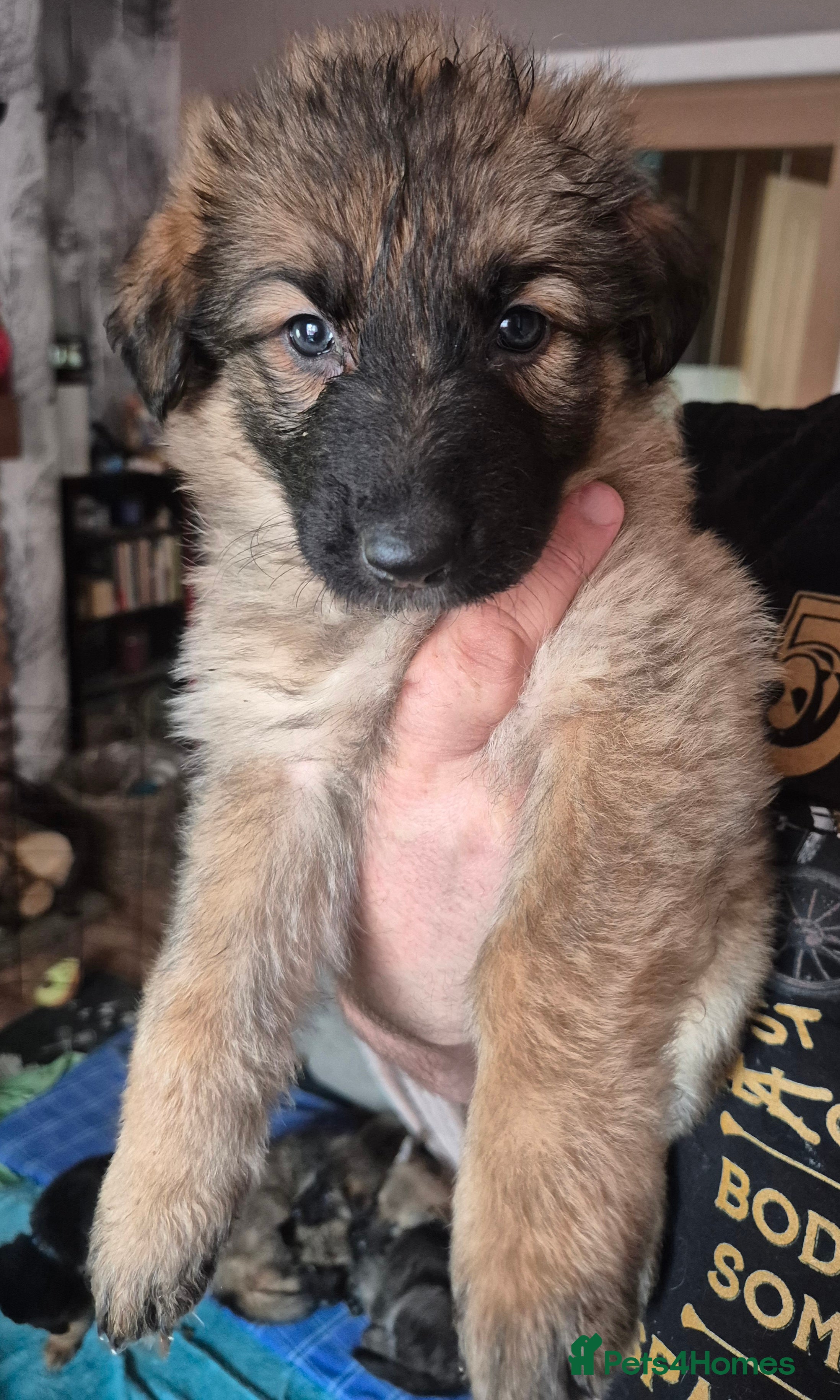 German Shepherd dogs 1 beautiful German Shepherd girl left - Advert 4