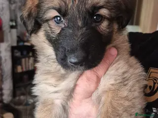German Shepherd dogs 1 beautiful German Shepherd girl left - Advert 4