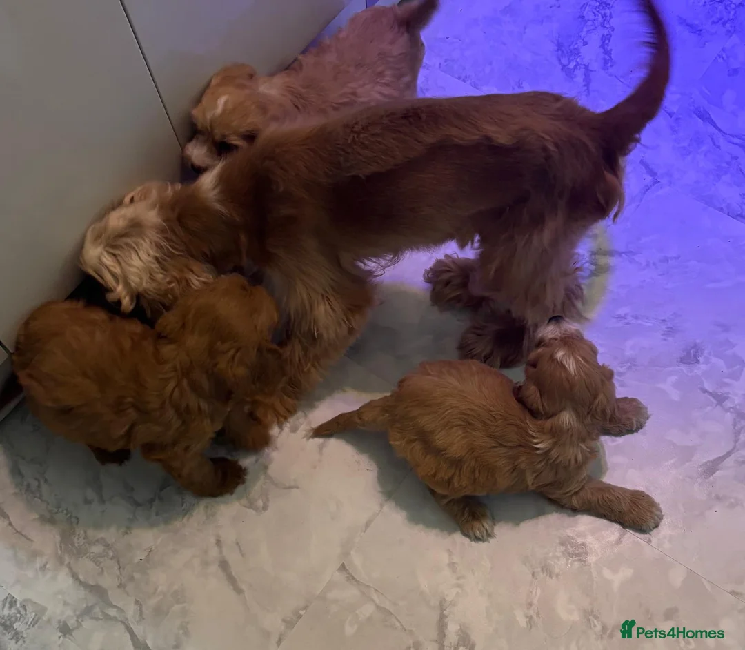Cockapoo dogs for sale: Cockapoo puppies 🐶 in Telford - Advert 2