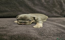 French Bulldog dogs for sale: French bulldog puppies - Advert 5