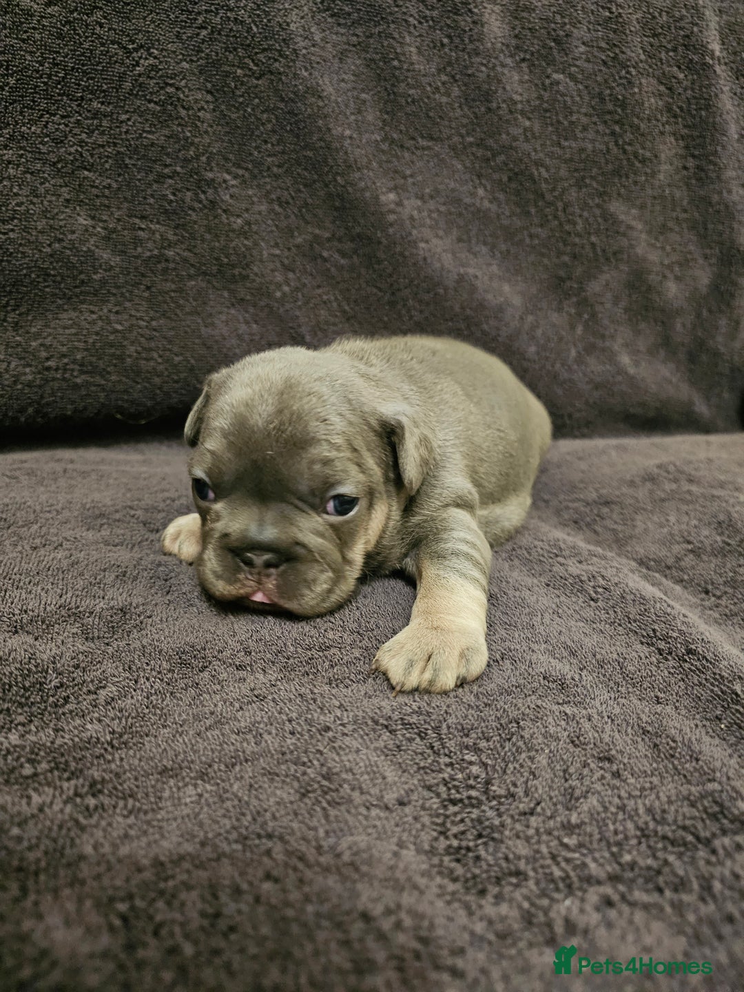 French Bulldog dogs for sale: French bulldog puppies - Advert 5
