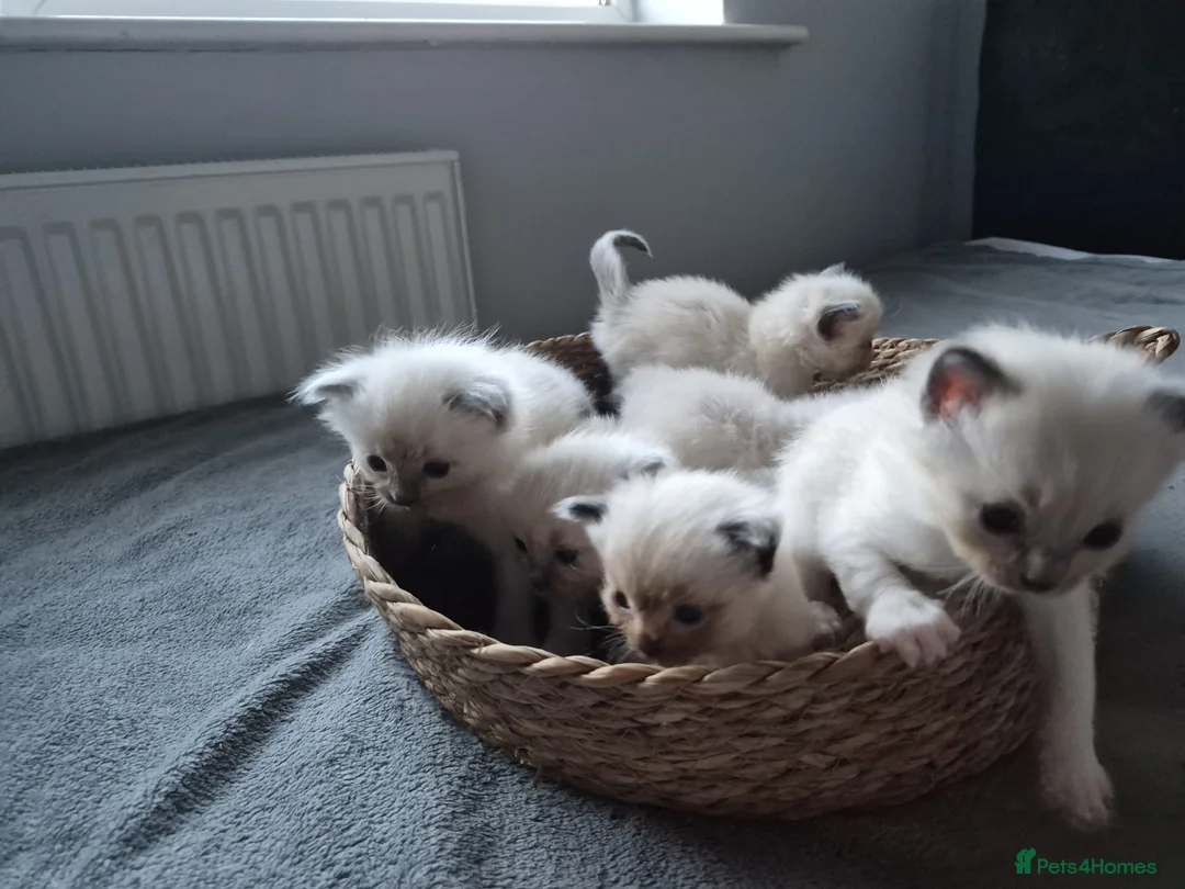 Ragdoll cats for sale: Purebred Ragdoll Kittens, Vaccinated  & Microchipp in Bradford - Advert 2