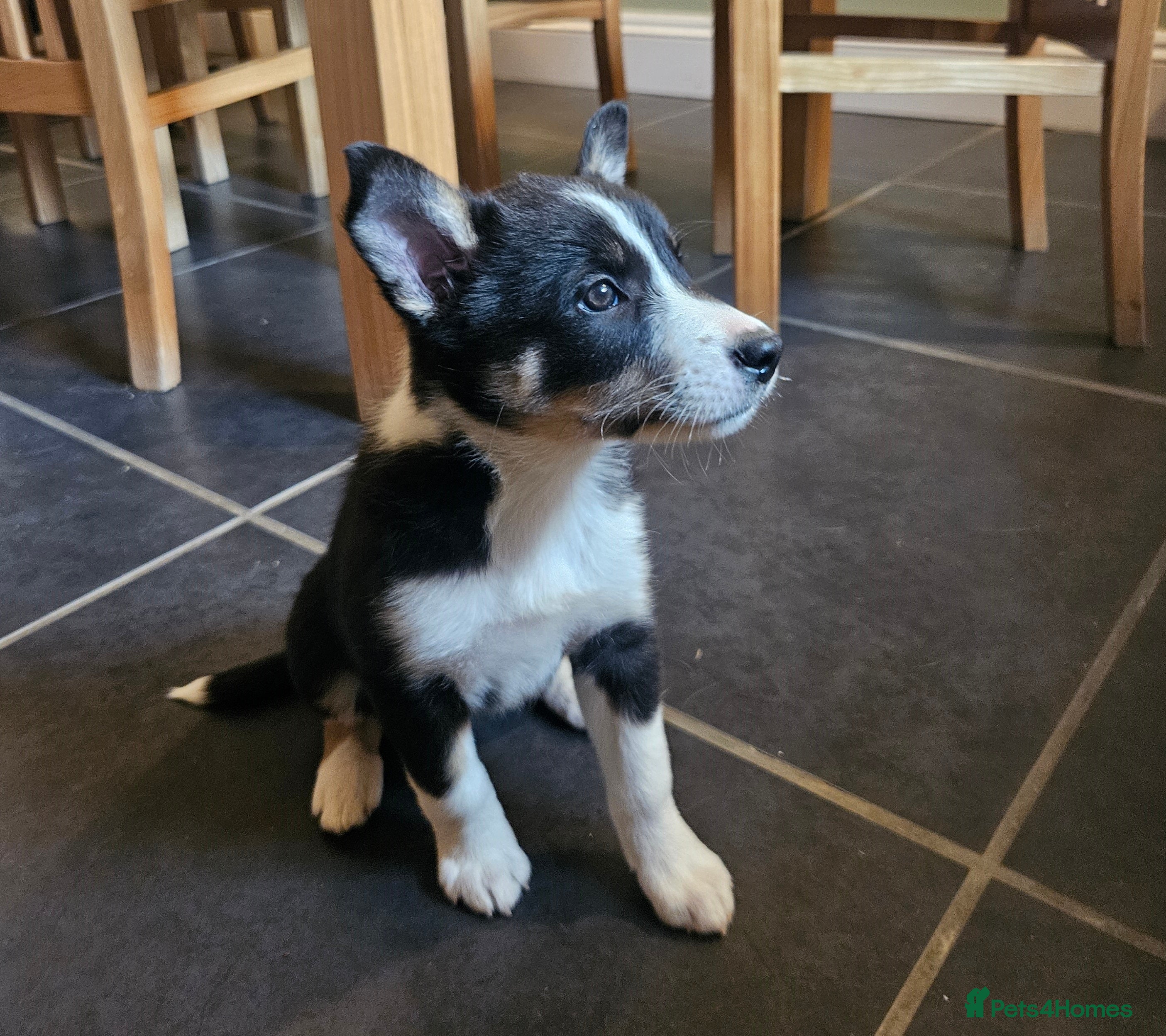 Border Collie dogs Beautiful Border Collie Pups for sale - Advert 2