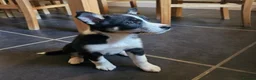 Border Collie dogs for sale: Beautiful Border Collie Pups for sale - Advert 2