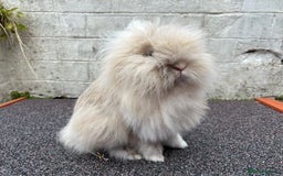 Lionhead rabbits for sale: Very fluffy pair looking for a new garden  - Image 4