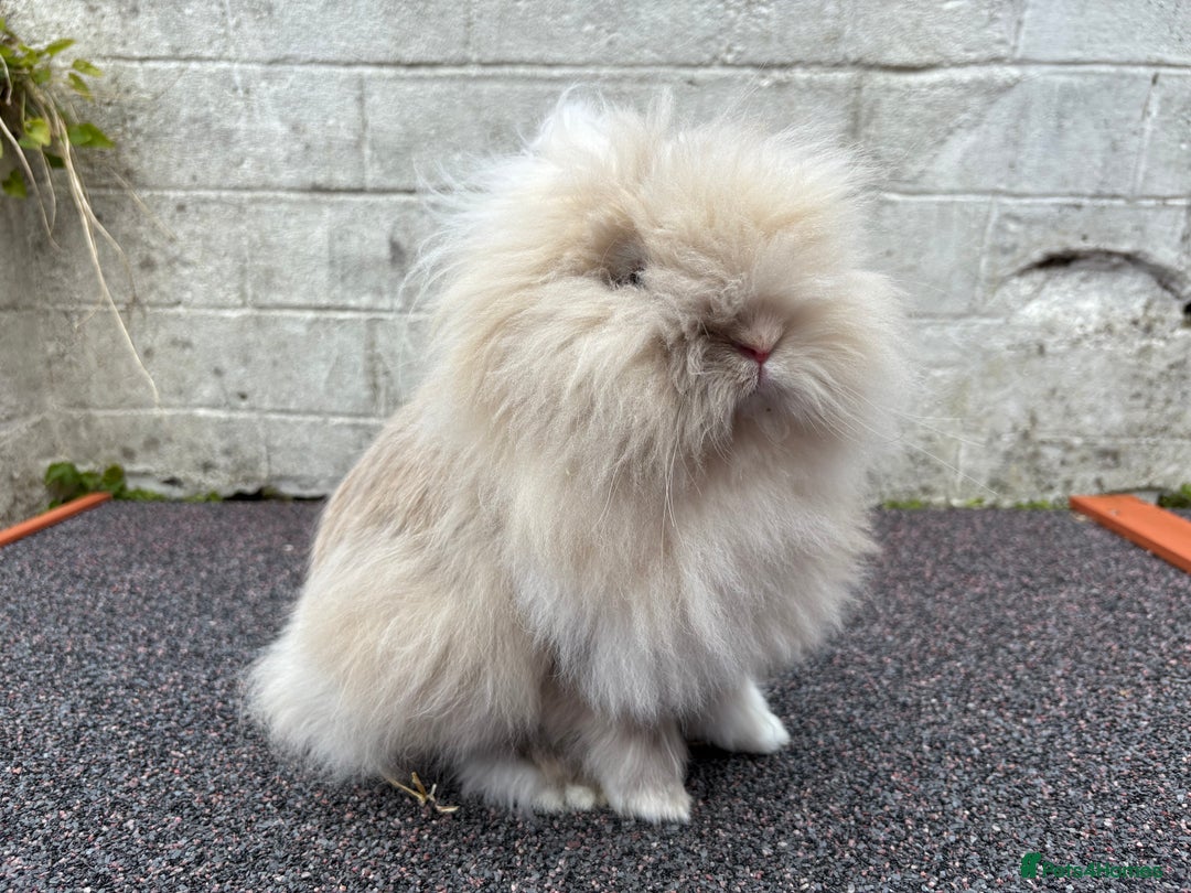 Lionhead rabbits for sale: Very fluffy pair looking for a new garden  - Image 4