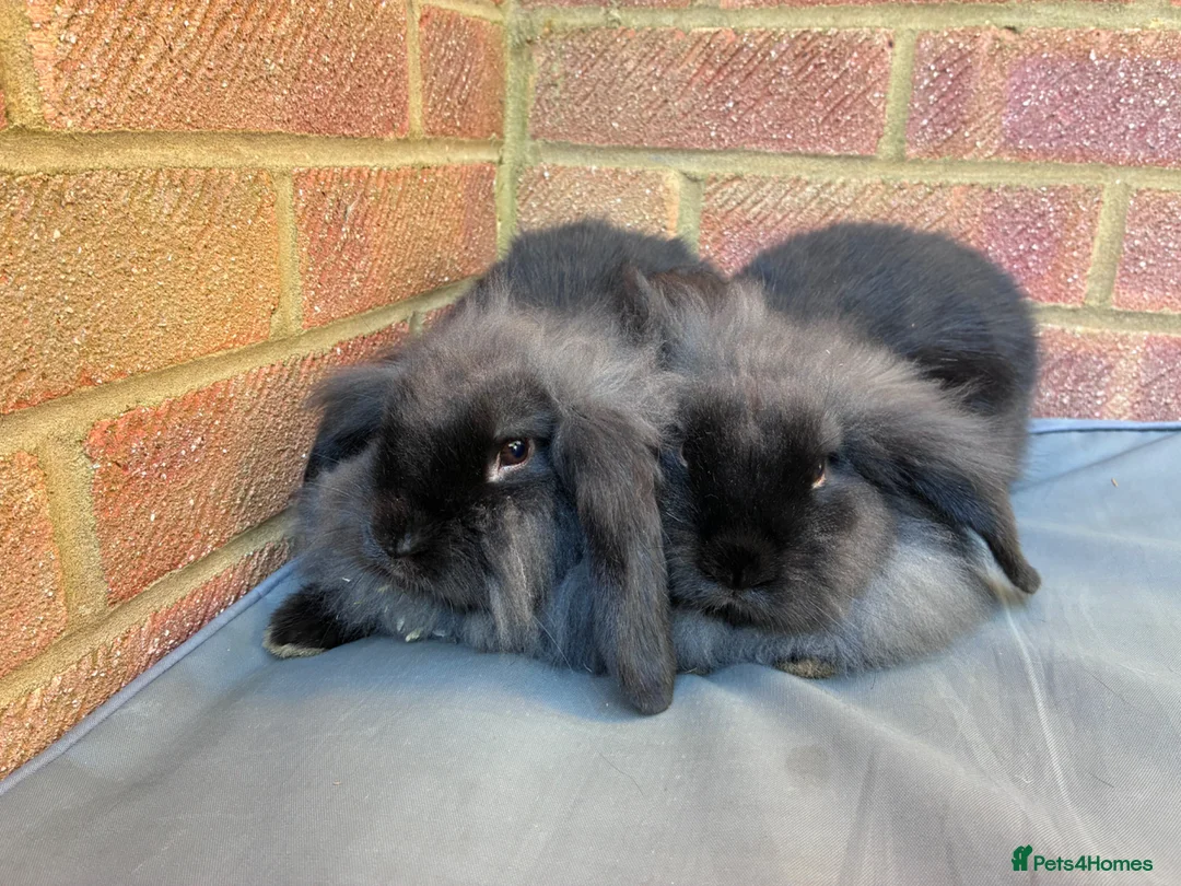 Mixed Breed rabbits for sale: Mixed breed Lionhead Lops  in Southampton - Advert 10