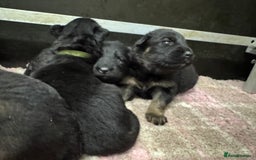 German Shepherd dogs for sale: GERMAN SHEPHERD LONG COATED PUPPIES - Image 22