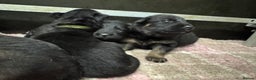 German Shepherd dogs for sale: GERMAN SHEPHERD LONG COATED PUPPIES - Advert 22