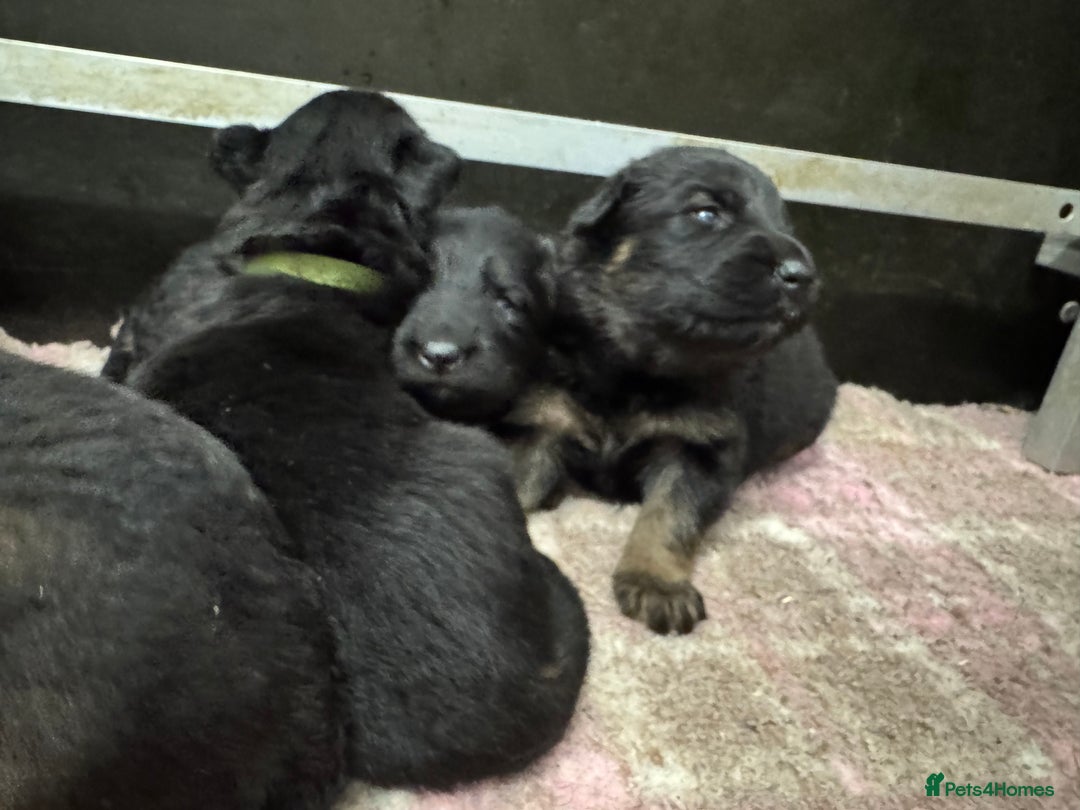 German Shepherd dogs for sale: GERMAN SHEPHERD LONG COATED PUPPIES - Image 22
