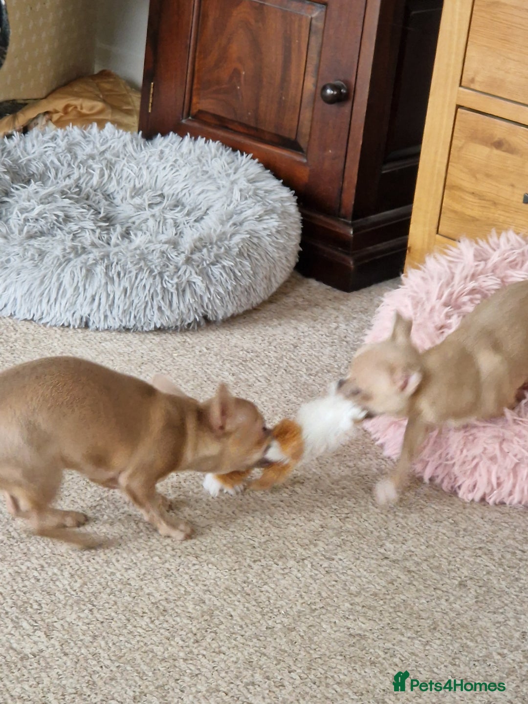 Chihuahua dogs for sale: Chihuhaha Puppies for sale - Advert 6