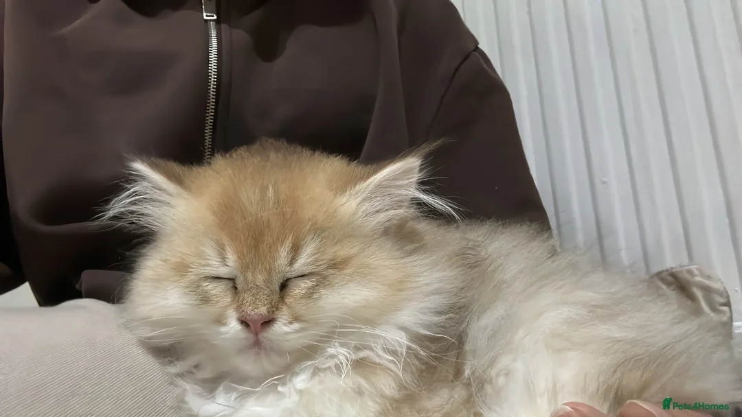 Scottish Fold cats for sale: Scottish fold straight kitten - Advert 2