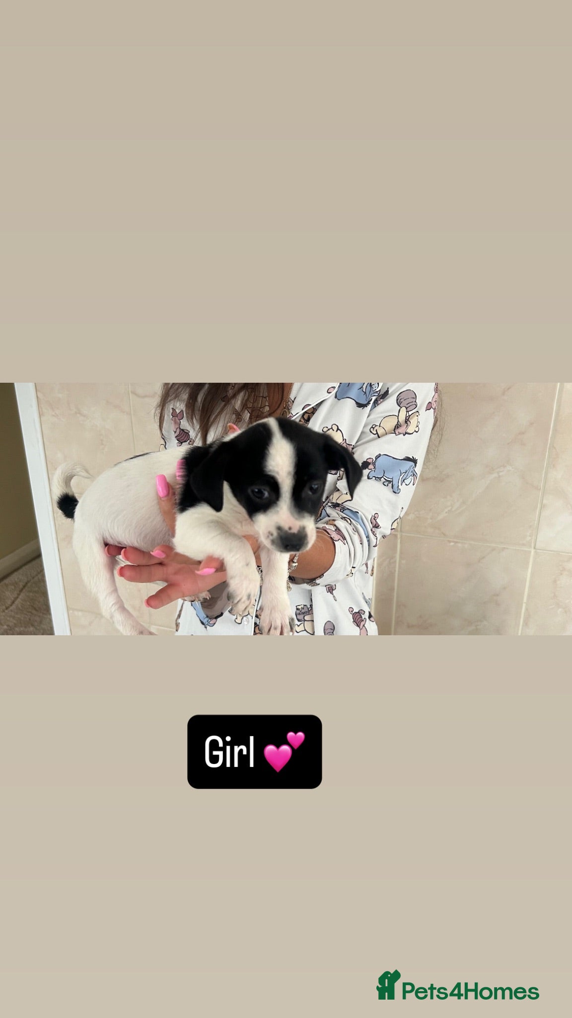Jack Russell dogs 5 beautiful puppies 2 girls 3 boys  - Advert 2