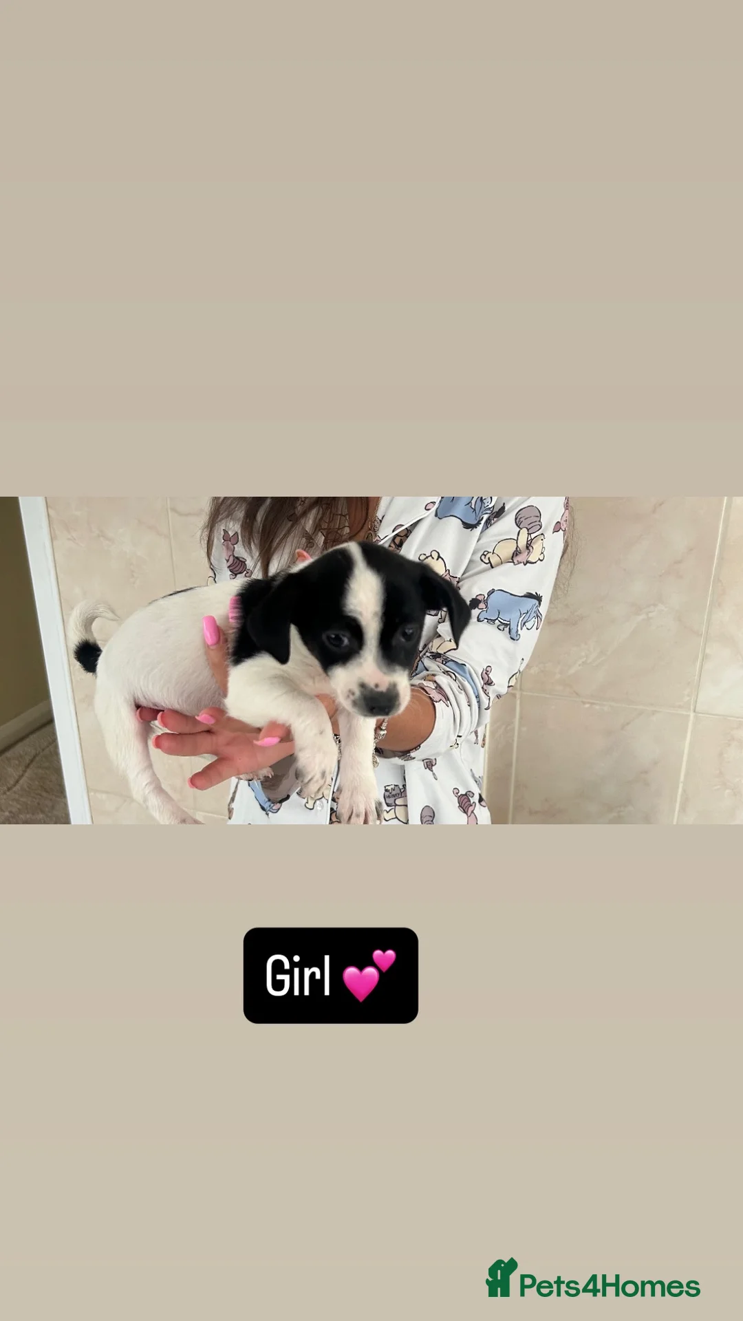 Jack Russell dogs for sale: 5 beautiful puppies 2 girls 3 boys  in Abingdon - Advert 2