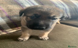 Mixed Breed dogs for sale: Labrador x German Shepard puppies - Image 6