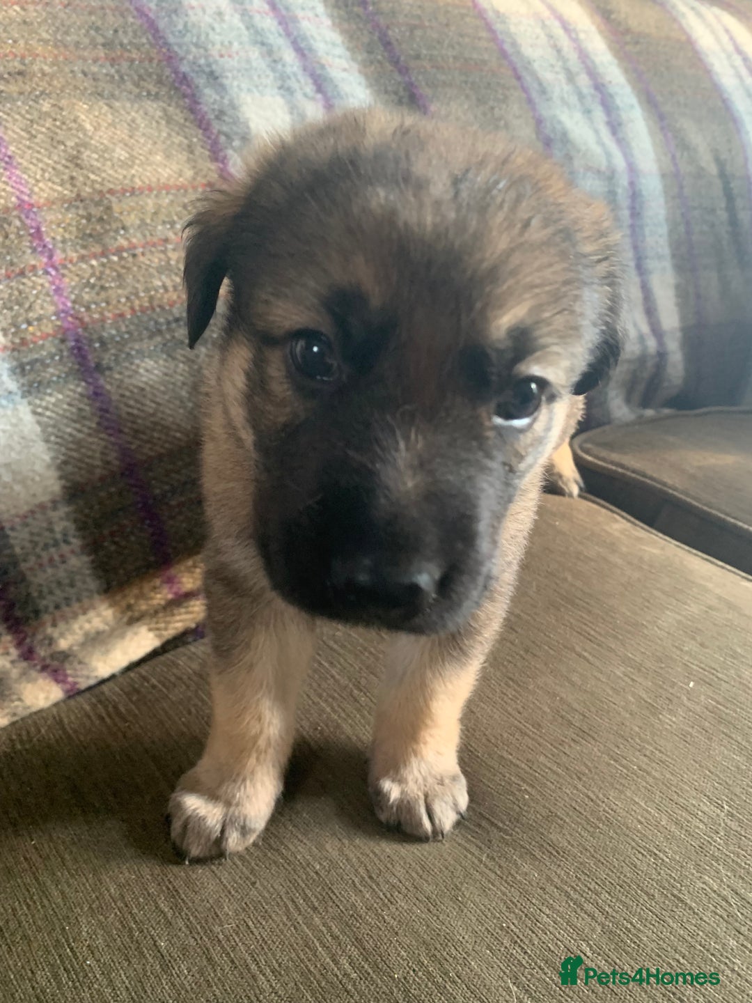 Mixed Breed dogs for sale: Labrador x German Shepard puppies - Image 6